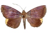 Achaea ezeoides